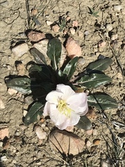 Oenothera albicaulis