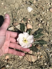Oenothera albicaulis