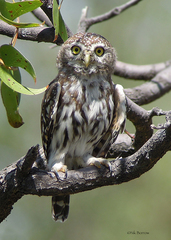 Glaucidium perlatum