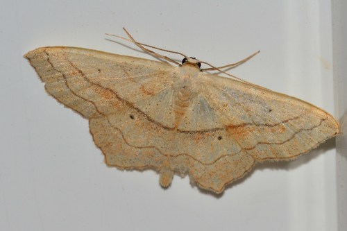 Small Blood-vein