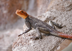 Agama planiceps