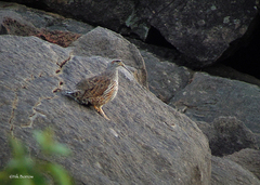 Pternistis hartlaubi