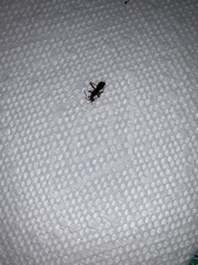 Camponotus pennsylvanicus