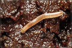 Blaniulidae