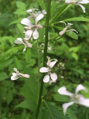 Iodanthus pinnatifidus