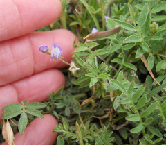 Astragalus nuttallianus austrinus