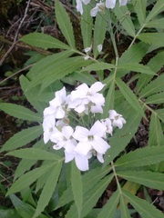 Cardamine heptaphylla
