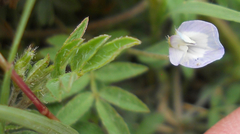 Astragalus nuttallianus austrinus