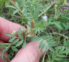 Astragalus nuttallianus austrinus