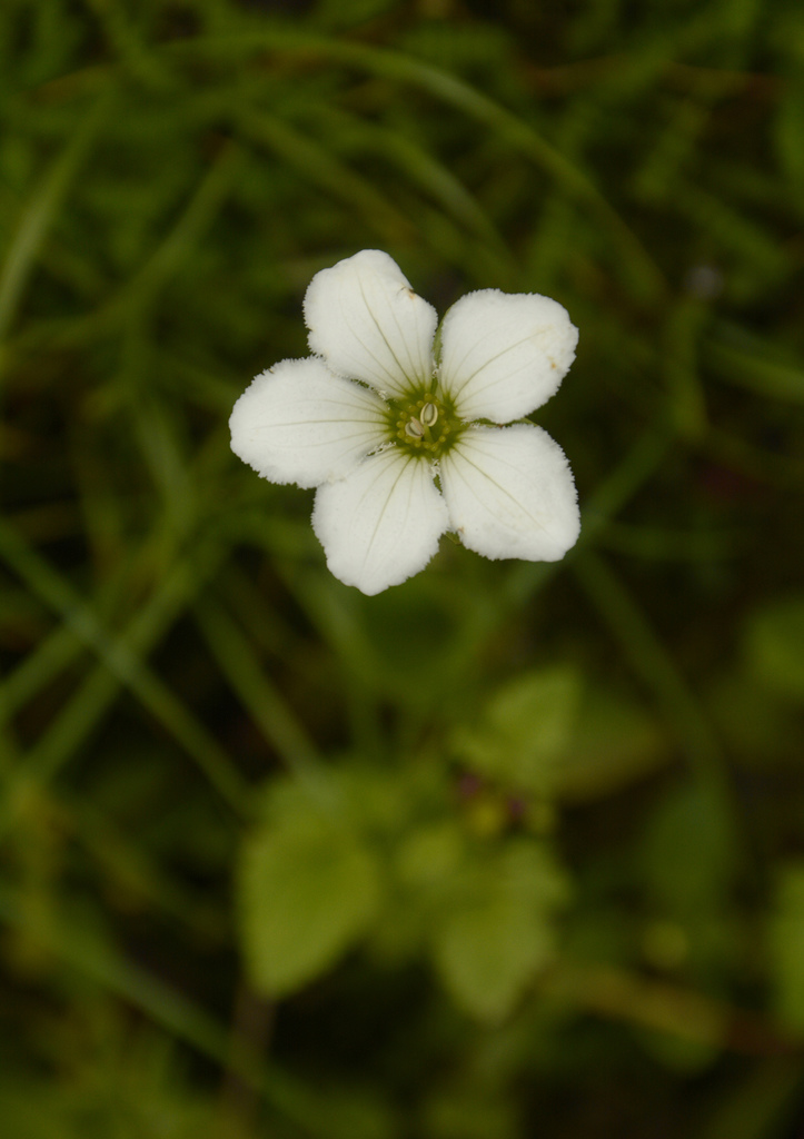 Himalayan bog star