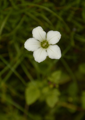 Parnassia nubicola, photograph Siddarth Machado, CC BY, iNaturalist via GBIF