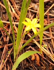 Hypoxis hirsuta