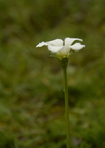 Parnassia nubicola, photograph 5