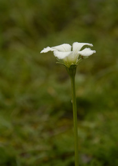 Parnassia nubicola, photograph Siddarth Machado, CC BY, iNaturalist via GBIF
