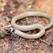 Southeastern Crowned Snake - Photo (c) Rob Van Epps, some rights reserved (CC BY-NC)