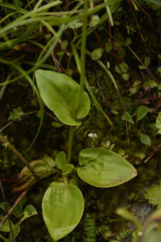 Image of Parnassia nubicola by (c) Siddarth Machado, some rights reserved (CC BY)