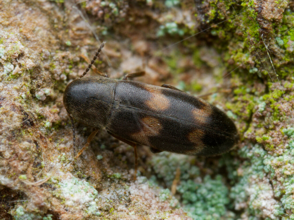 Abdera biflexuosa