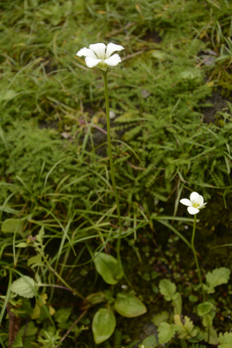 Image of Parnassia nubicola by (c) Siddarth Machado, some rights reserved (CC BY)
