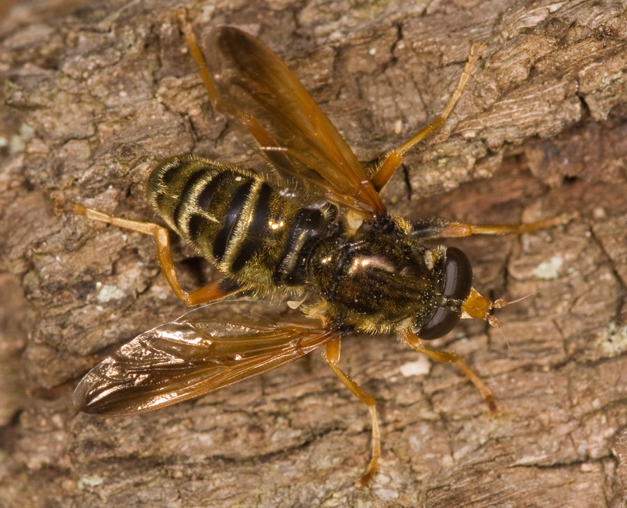 orange-winged hoverfly