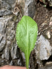 Packera paupercula appalachiana