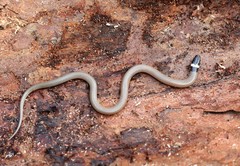 Tantilla coronata