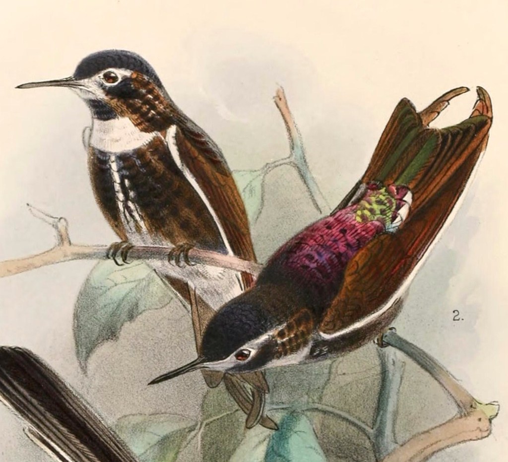 Purple-Backed Sunbeam