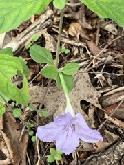 Ruellia purshiana