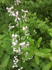 Iodanthus pinnatifidus