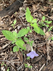 Ruellia purshiana