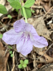 Ruellia purshiana