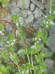 Veronica serpyllifolia serpyllifolia