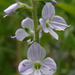 Heath Speedwell - Photo (c) Tero Laakso, some rights reserved (CC BY-SA)