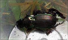 Megadromus antarcticus