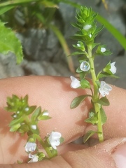 Veronica serpyllifolia serpyllifolia