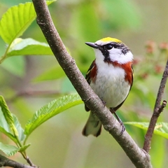 Chestnut-Sided Warbler photo 3