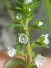 Veronica serpyllifolia serpyllifolia