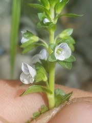 Veronica serpyllifolia serpyllifolia