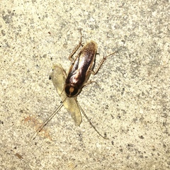 Ischnoptera bilunata