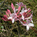 Rhododendron atlanticum - Photo (c) Patrick Coin, algunos derechos reservados (CC BY-NC-SA)