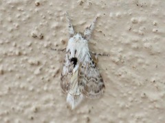 Apotolype brevicrista