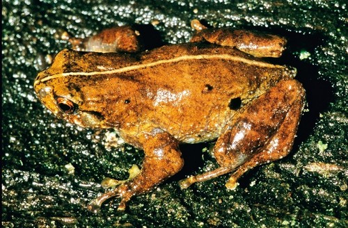 Anodonthyla jeanbai · iNaturalist