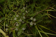 Trachydium roylei
