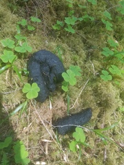 Ursus americanus cinnamomum