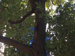 Agama picticauda image