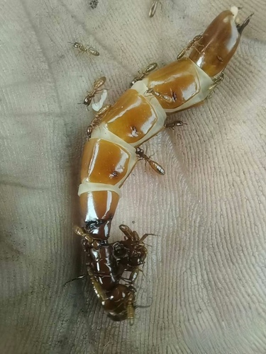 Dorylus orientalis