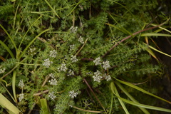 Trachydium roylei