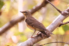 Turdus obscurus