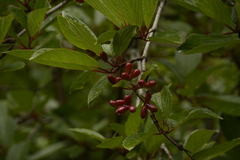 Viburnum erubescens