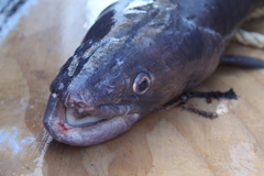 Conger verreauxi