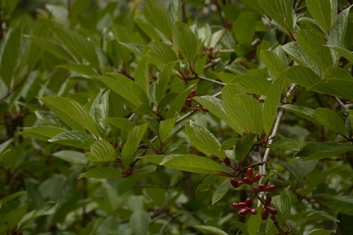 Image of Viburnum erubescens by (c) Siddarth Machado, some rights reserved (CC BY)